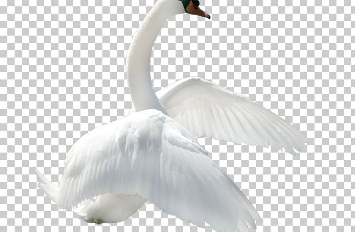 Goose Duck Bird Portable Network Graphics Mute Swan PNG, Clipart, Animals, Beak, Bird, Black Swan, Cygnini Free PNG Download