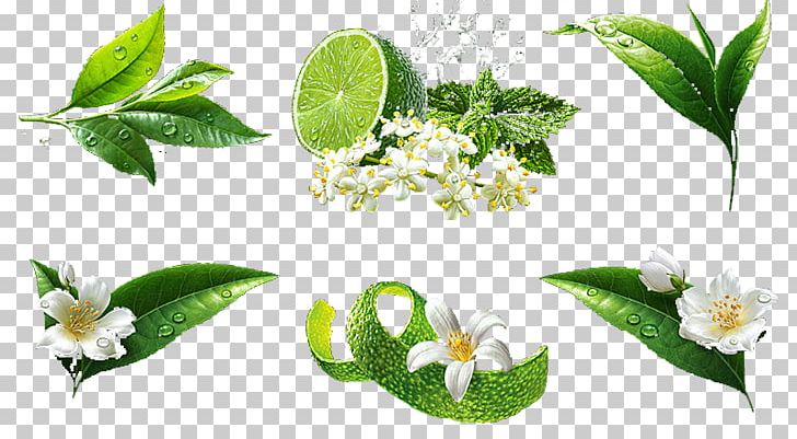 Lemon PNG, Clipart, Computer Wallpaper, Designer, Euclidean Vector, Flora, Floral  Free PNG Download