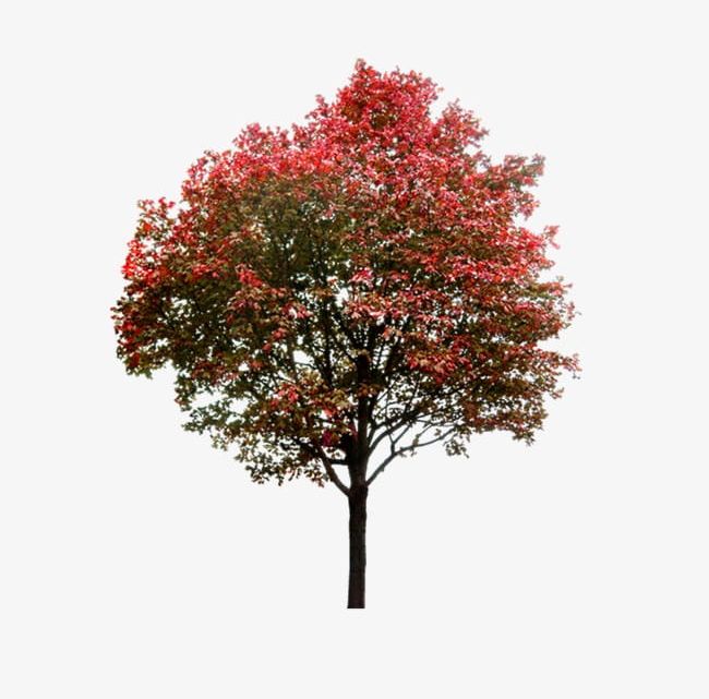 Red Tree PNG, Clipart, Color, Color Trees, Design, Material, Poster Free PNG Download