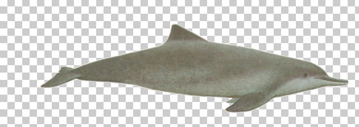 Tucuxi Common Bottlenose Dolphin Porpoise River Dolphin Rough-toothed Dolphin PNG, Clipart, Animal, Animal Figure, Animals, Baiji, Bottlenose Dolphin Free PNG Download