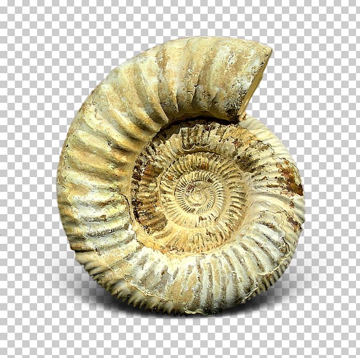 Ammonites Ammolite Gemstone Nautilida PNG, Clipart, Ammolite, Ammonites, Artifact, Bitxi, Conchology Free PNG Download