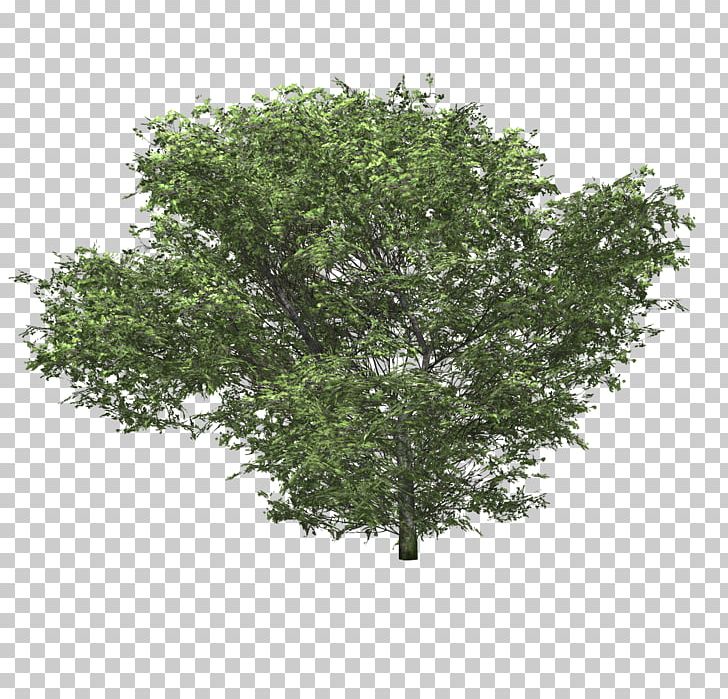 Shrub Tree Woody Plant Hydrangea PNG, Clipart, Branch, Bushes, Computer Graphics, Evergreen, Garden Free PNG Download