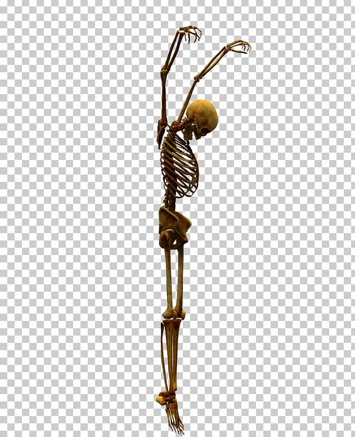 Skeleton Bone Skull PNG, Clipart, April 15, Body Jewelry, Bone, Bones, Brass Free PNG Download