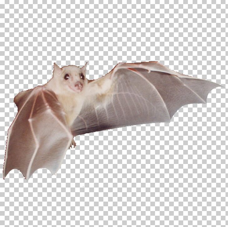 BAT-M Snout PNG, Clipart, Bat, Batm, Lone Star Gifts, Mammal, Others Free PNG Download