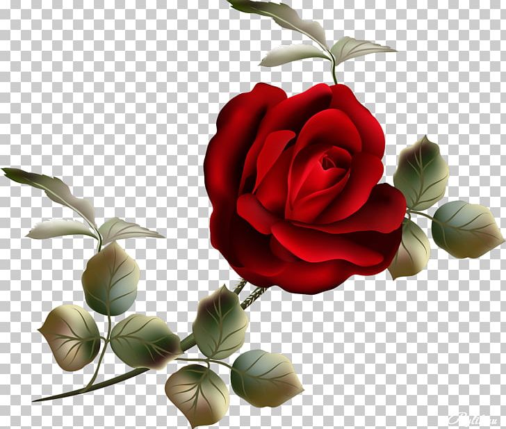Garden Roses Flower PNG, Clipart, Cut Flowers, Digital Image, Drawing, Floral Design, Floristry Free PNG Download