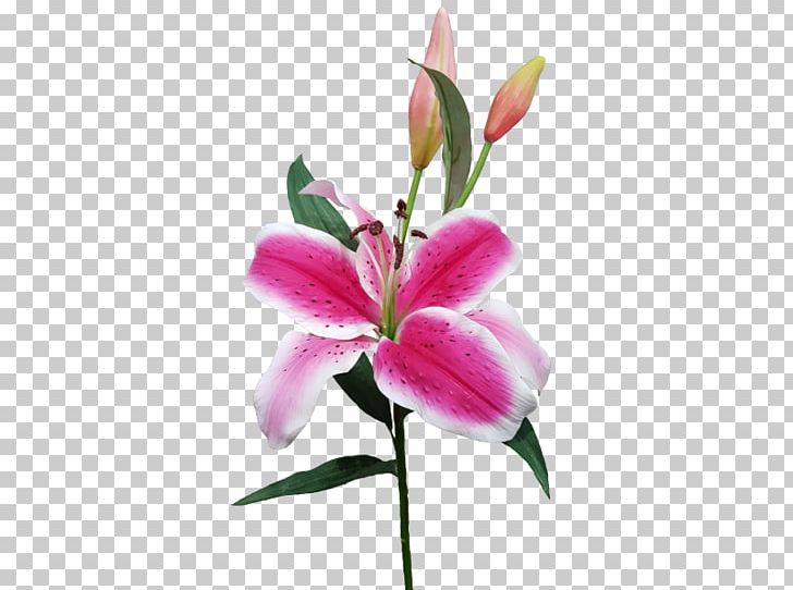 Lilium Cut Flowers Plant Stem Bud PNG, Clipart, Bud, Casablanca, Cut Flowers, Flora, Flower Free PNG Download