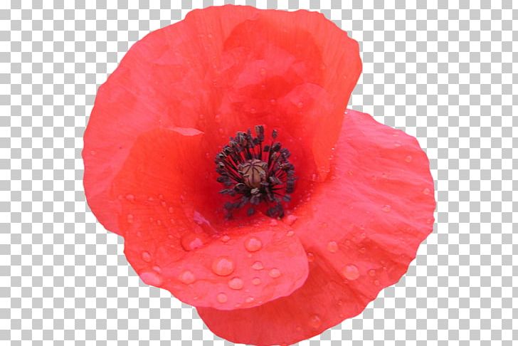 Remembrance Poppy Flower PNG, Clipart, Animaatio, Annual Plant, Cicek, Cicek Resimleri, Common Poppy Free PNG Download