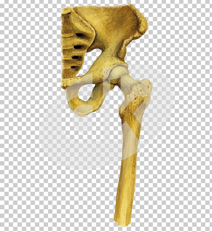Shoulder Skeleton Hip KBR PNG, Clipart, Bone, Clove, Hip, Joint, Kbr Free PNG Download