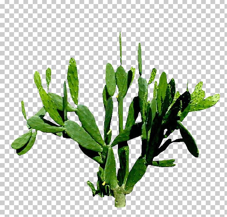 Cactaceae Plant Painting PNG, Clipart, Cactaceae, Cactus, Cactus Flower, Daffodil, Download Free PNG Download