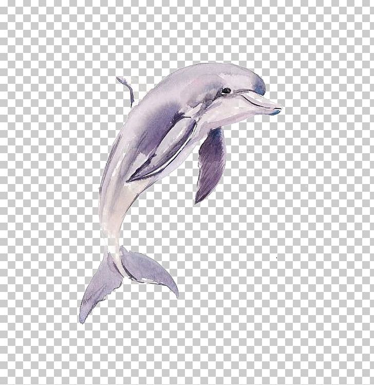 Common Bottlenose Dolphin Short-beaked Common Dolphin Tucuxi Porpoise PNG, Clipart, Animals, Aquatic, Aquatic Creatures, Bottlenose Dolphin, Cartoon Dolphin Free PNG Download