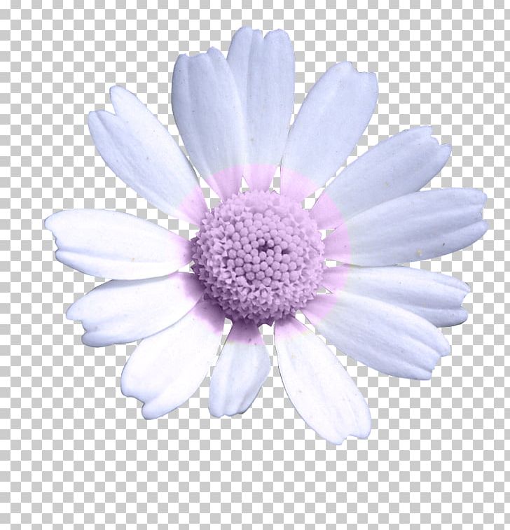 Daisy Family Common Daisy Oxeye Daisy Chrysanthemum Transvaal Daisy PNG, Clipart, Aster, Celebrities, Chrysanthemum, Chrysanths, Common Daisy Free PNG Download