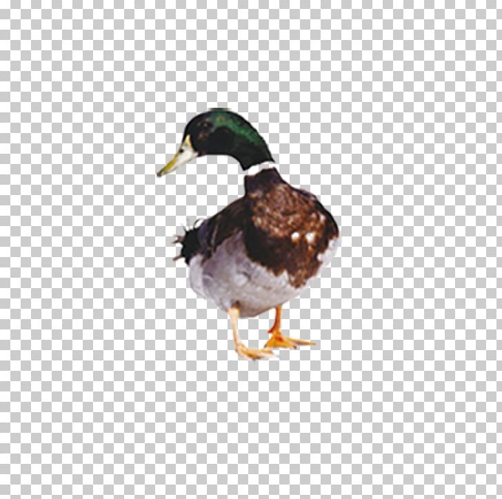 Duck Hunt American Pekin Mallard Cygnini PNG, Clipart, Animal, Animals, Beak, Bird, Donald Duck Free PNG Download
