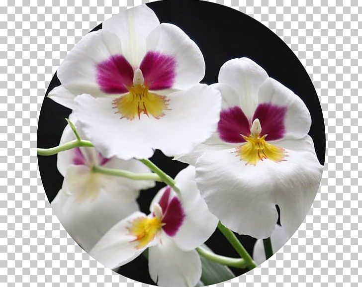 Pansy Moth Orchids Cattleya Orchids PNG, Clipart, Cattleya, Cattleya Orchids, Flower, Flowering Plant, Magenta Free PNG Download