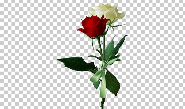 Rose Flower Red White PNG, Clipart, Bloom, Blue Rose, Cut Flowers, Flora, Floral Design Free PNG Download