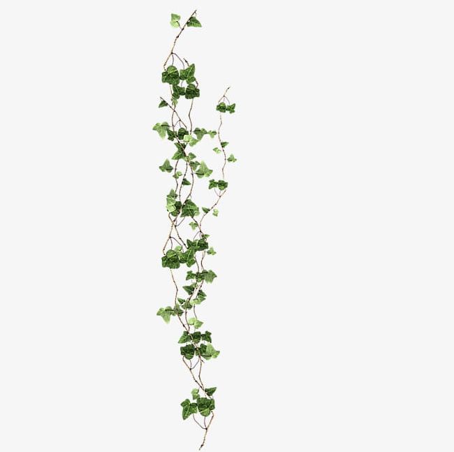 Green Ivy PNG, Clipart, Creative, Creative Green, Creeper, Free, Green Free PNG Download