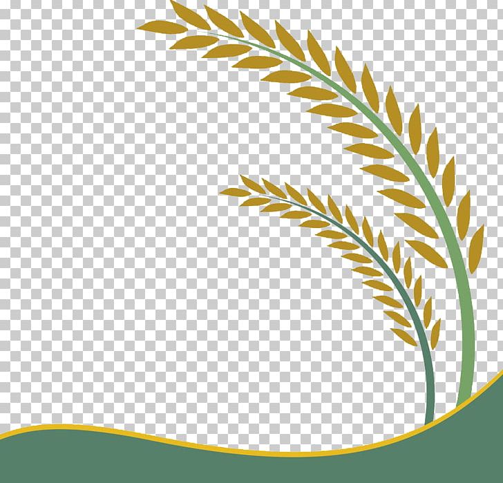 Paddy Field Oryza Sativa Rice Crop PNG, Clipart, Agriculture, Angle, Autumn Leaf, Cereal, Curve Free PNG Download