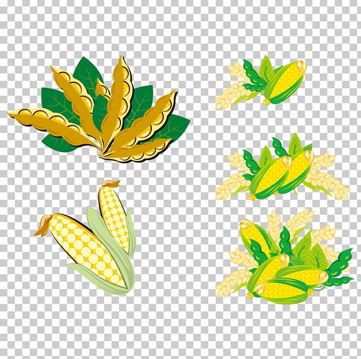 Soybean PNG, Clipart, Adobe Illustrator, Baogu, Bean, Beans, Cartoon Free PNG Download