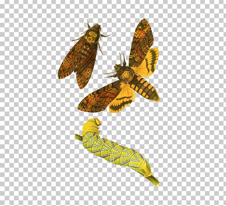 African Death's Head Hawkmoth Butterfly Insect Germany PNG, Clipart,  Free PNG Download