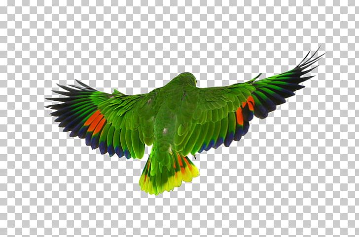 parrot flying png