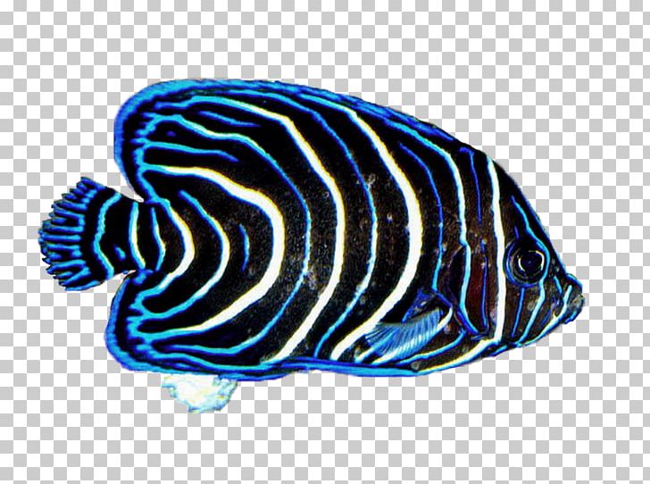 Coral Reef Fish Desktop PNG, Clipart, Animals, Aquatic Animal, Blue, Cobalt Blue, Coral Free PNG Download