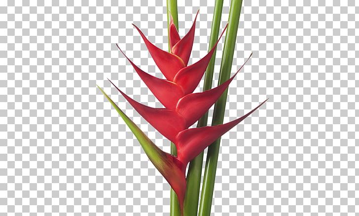 Heliconia Bihai Tropics Heliconia Rostrata Flower Heliconia Wagneriana PNG, Clipart, Bird Of Paradise Flower, Bud, Cut Flowers, Darkness, Flower Free PNG Download