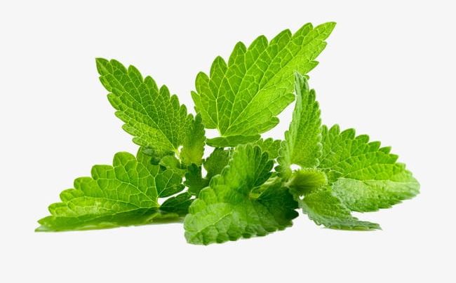 Mint Leaves PNG, Clipart, Crop, Dining, Download, Fig Photography, Flowers Free PNG Download