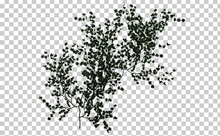 Vine Embryophyta Ivy Desktop PNG, Clipart, Art, Black And White, Branch, Climbing Vine, Computer Icons Free PNG Download