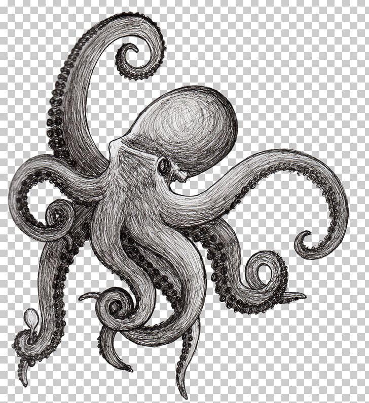 Octopus Drawing Squid Kraken Cephalopod PNG, Clipart, Aquatic, Black And White, Cephalopod, Drawing, Enteroctopus Dofleini Free PNG Download