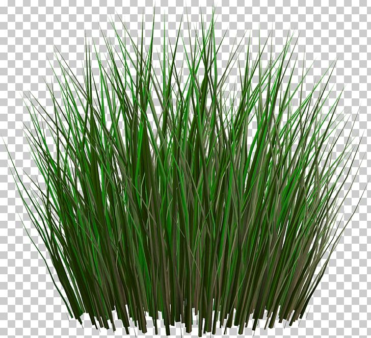 Resolution Grasses PNG, Clipart, Chrysopogon Zizanioides, Clip Art, Commodity, Computer Icons, Dots Per Inch Free PNG Download