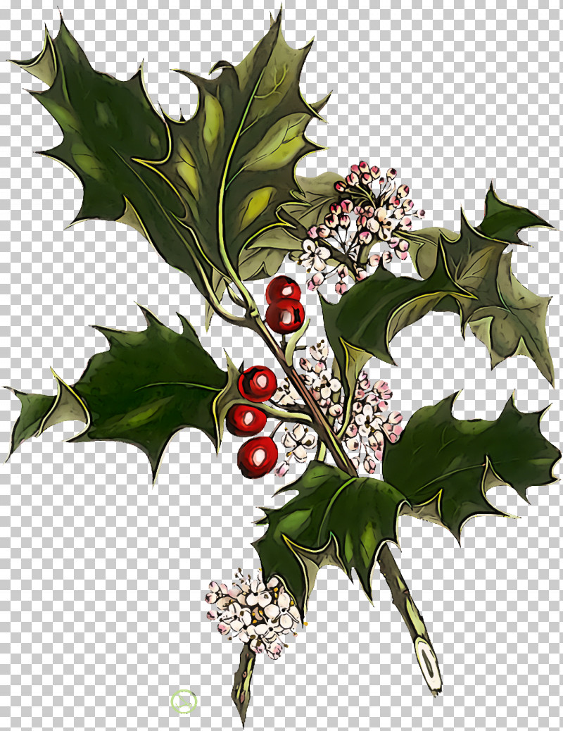 Christmas Holly Ilex Holly PNG, Clipart, American Holly, Black Maple, Branch, Chinese Hawthorn, Christmas Free PNG Download