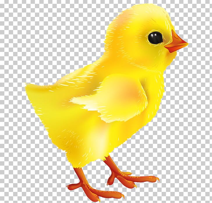Chicken Graphics Illustration PNG, Clipart, Animals, Art Black And White, Beak, Bird, Chick Free PNG Download