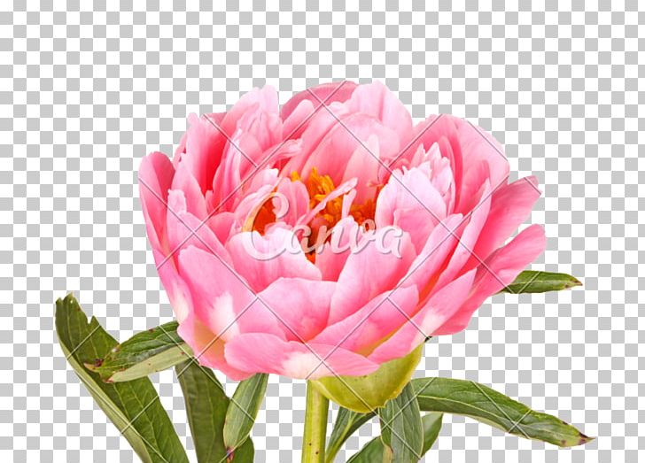Peony Photography Paeonia Lactiflora Flower Leaf PNG, Clipart, Can Stock Photo, Cut Flowers, Doubleflowered, Download, Featurepics Free PNG Download
