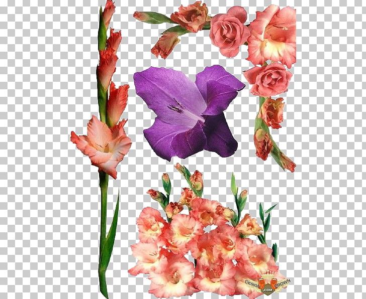 Raster Graphics Gladiolus Xd7gandavensis PNG, Clipart, Encapsulated Postscript, Floral Design, Floristry, Flower, Flower Arranging Free PNG Download