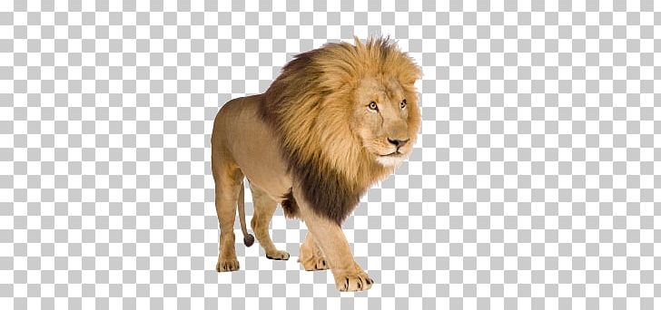 White Lion Stock Photography PNG, Clipart, Angry Lion, Animals, Big Cat, Big Cats, Carnivoran Free PNG Download