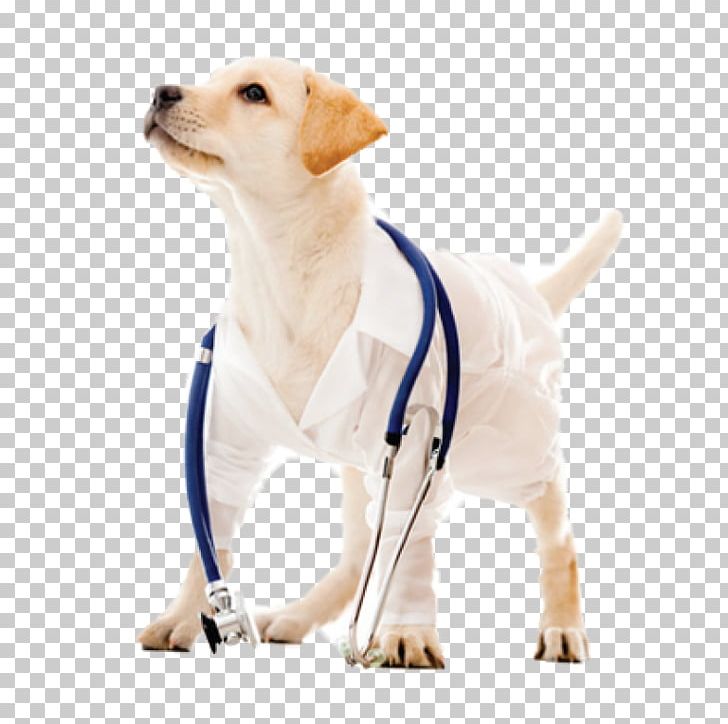 Dog Cat Veterinarian Pet Clinique Vétérinaire PNG, Clipart,  Free PNG Download