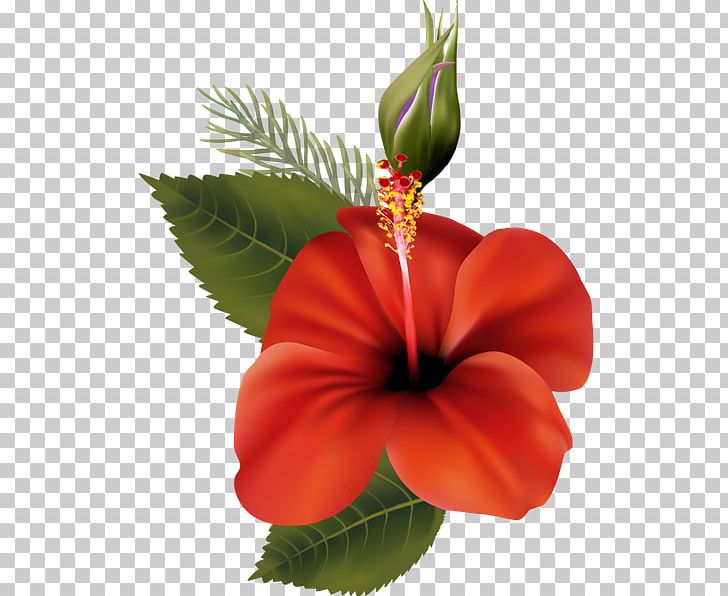 Shoeblackplant Mallows Petal Flower PNG, Clipart, Annual Plant, China Rose, Chinese Hibiscus, Floristry, Flower Free PNG Download
