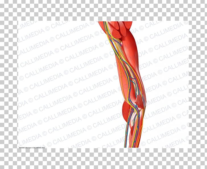 Shoulder Muscle Nerve Blood Vessel Elbow PNG, Clipart, Anatomy, Angle, Arm, Blood Vessel, Circulatory System Free PNG Download