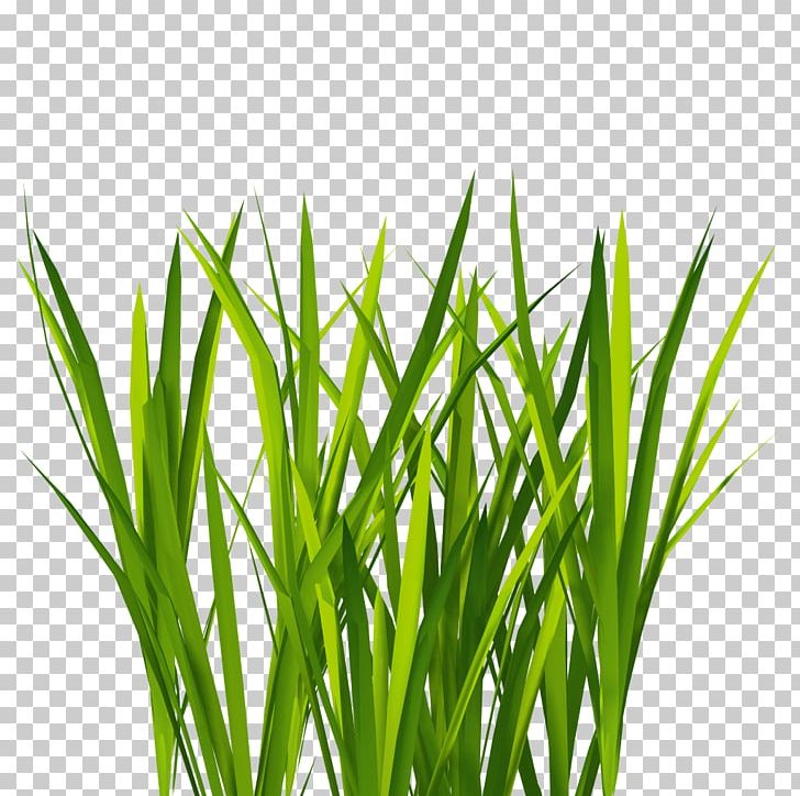 Texture Mapping Lawn 3D Computer Graphics PNG, Clipart, 3d Computer Graphics, Animation, Chrysopogon Zizanioides, Clip Art, Commodity Free PNG Download