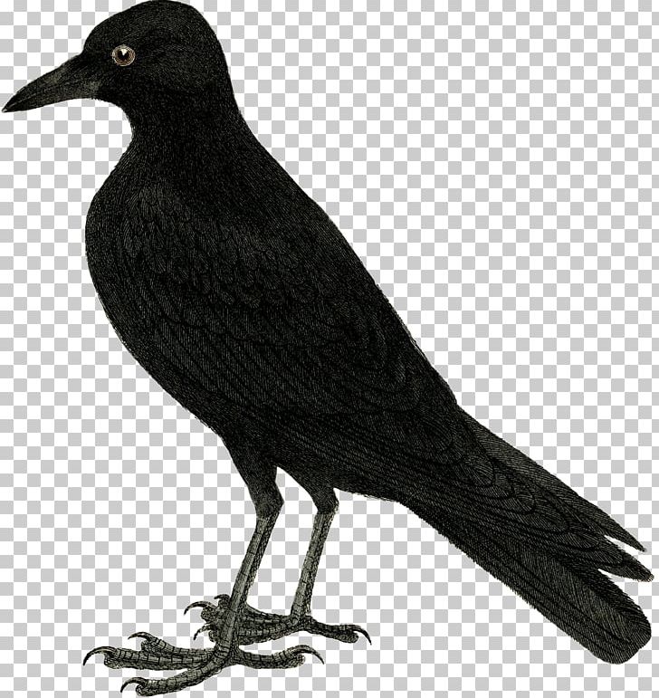 Drawing Crow PNG, Clipart, American Crow, Art, Beak, Bird, Blackbird Free PNG Download