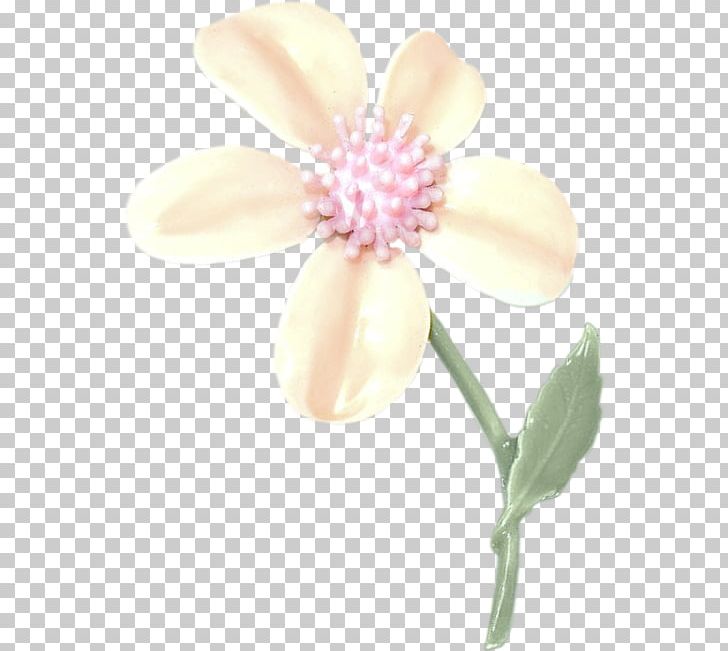 Flowering Plant PNG, Clipart, Banny, Blossom, Flower, Flowering Plant, Miscellaneous Free PNG Download