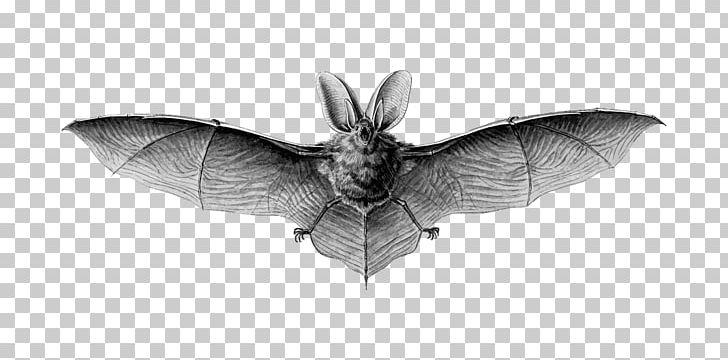 Brown Long-eared Bat Lesser Long-eared Bat Northern Long-eared Myotis Drawing PNG, Clipart, Animal, Animals, Flight, Flying, Insect Free PNG Download