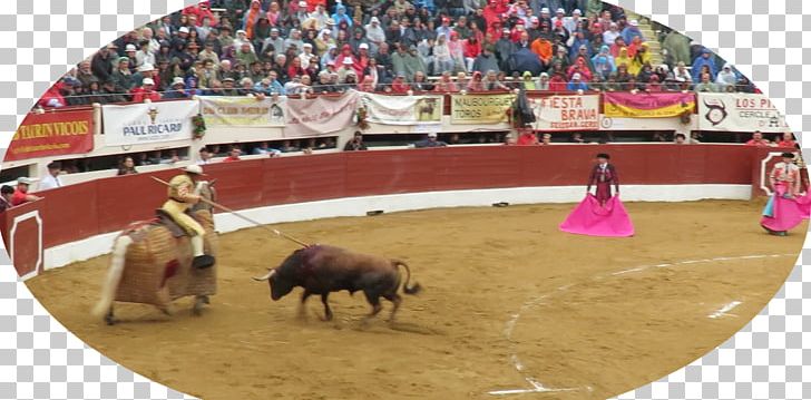 Bullfighting Bullring Bullfighter Rodeo PNG, Clipart, Animals, Animal Sports, Arena, Bull, Bullfighter Free PNG Download