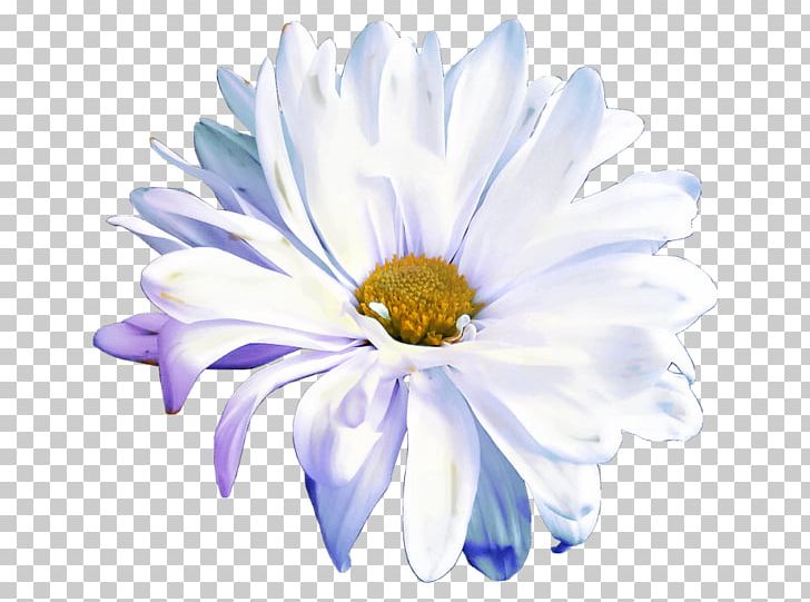 Cut Flowers Petal Flower Bouquet PNG, Clipart, Aster, Blue, Chrysanthemum, Chrysanths, Computer Wallpaper Free PNG Download