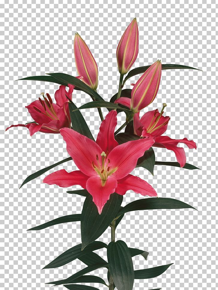 Cut Flowers Physical Chemistry Business PNG, Clipart, Alstroemeriaceae, Bacardi, Business, Color, Cut Flowers Free PNG Download