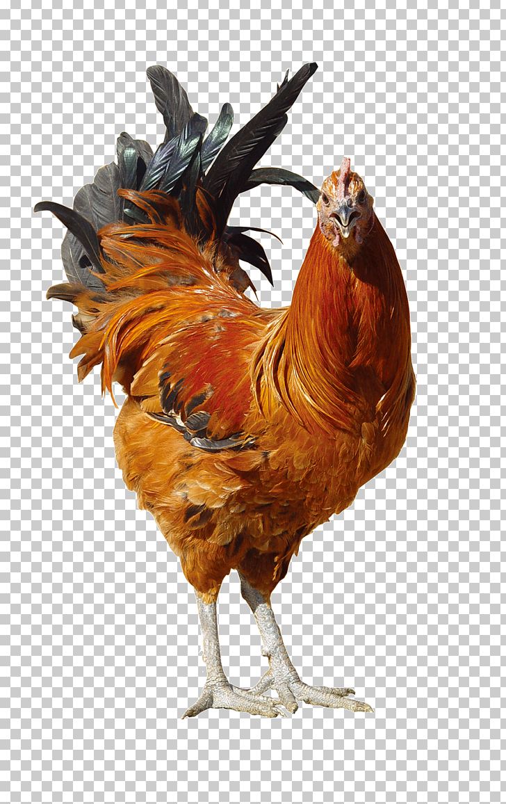 Rooster Fried Chicken PNG, Clipart, 3d Animation, Animal, Animals, Animation, Anime Character Free PNG Download