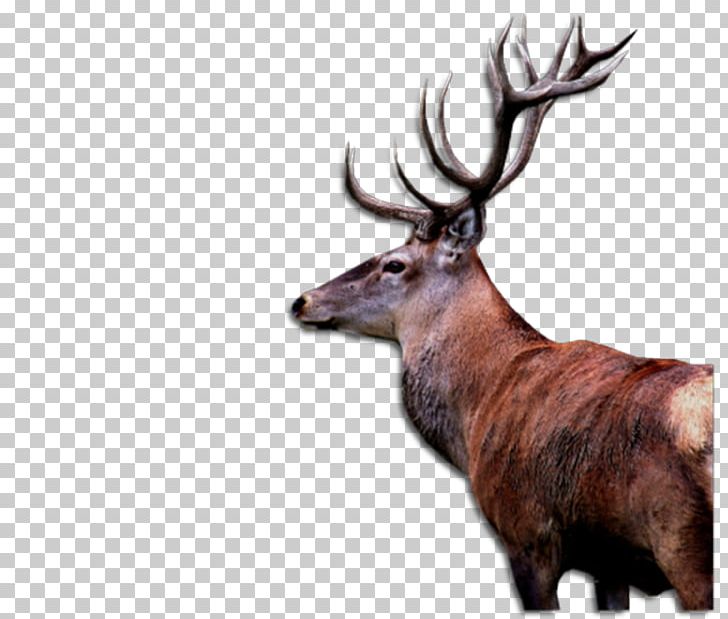 Elk Reindeer White-tailed Deer Animal PNG, Clipart,  Free PNG Download