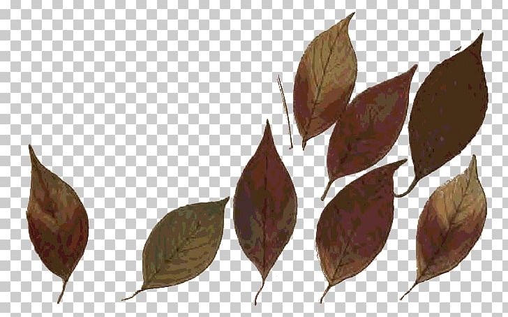 Twig Autumn Leaf Color Printing PNG, Clipart, Autumn Leaf Color, Autumn Leaves, Branch, Leaf, Plant Free PNG Download