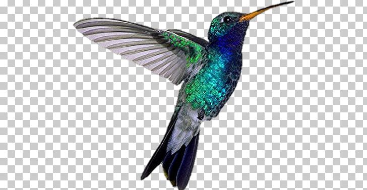Broad-billed Hummingbird Blue-throated Mountaingem PNG, Clipart, Animal, Animals, Beak, Bird, Blue Free PNG Download