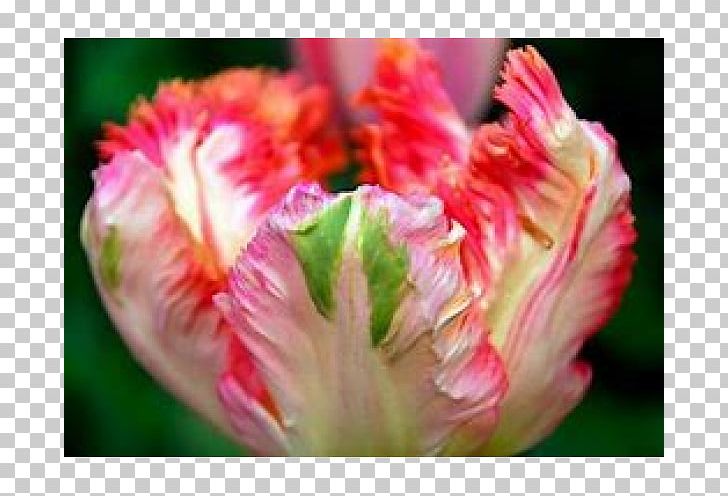 Flower Parrot Tulips Tulip Time Festival Petal Bulb PNG, Clipart, Annual Plant, Blossom, Bolgewas, Bulb, Closeup Free PNG Download