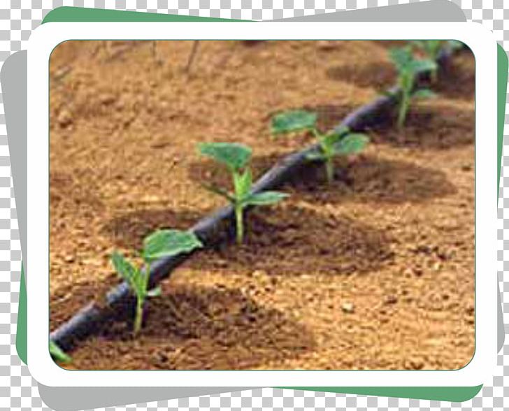 Drip Irrigation Agriculture Sistema De Riego Pipe PNG, Clipart, Agriculture, Crop Yield, Drip Irrigation, Garden Hoses, Grass Free PNG Download